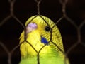 Baby yellow and green Budgie looking out