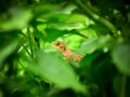 A little baby lizard is crawling inside the jungle Royalty Free Stock Photo