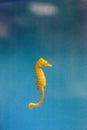Baby Yellow Lined seahorse Hippocampus erectus