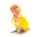 Baby yellow love bird