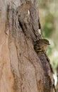 Baby yellow robin bird peering from nest in tree trunk Royalty Free Stock Photo