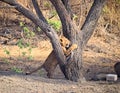 Baby Young Asiatic Lion Cub - Active Playful - Climbing Tree - Panthera Leo Leo - in Forest, Gir, India, Asia Royalty Free Stock Photo