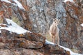 Baby young Bighorn Sheep on snowy cliff's edge near Jackson Wyoming