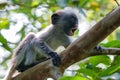 Baby Zanzibar red colobus or Procolobus kirkii Royalty Free Stock Photo