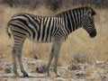 Baby Zebra