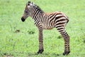 Baby Zebra