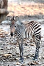 Baby Zebra