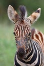 Baby zebra