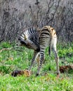 Baby Zebra in Africa