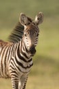 Baby Zebra in Amboseli National Park,, Kenya Royalty Free Stock Photo