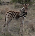 Baby Zebra close to protection of mom Royalty Free Stock Photo