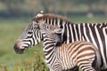 A Baby Zebra Cuddling Up To Its Mother Royalty Free Stock Photo