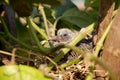 baby Red Collared Dove in a nest on a tree