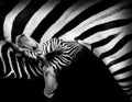 The baby zebra drinks milk from mother. monochrome picture. Royalty Free Stock Photo