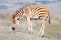 Baby zebra grazing in a drought parched field