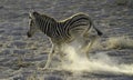 Baby Zebra Kicking with mom nearby Royalty Free Stock Photo