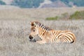 Baby zebra laying in a drought parched field