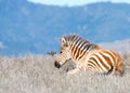 Baby zebra laying in a drought parched field