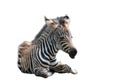 Baby zebra laying in ground png