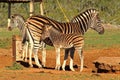 Baby zebra and mom Royalty Free Stock Photo