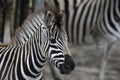 Baby Zebra with Mother