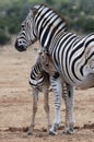Baby Zebra and Mother Royalty Free Stock Photo