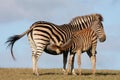 Baby Zebra Nursing Royalty Free Stock Photo