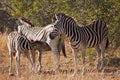 Baby Zebra Nursing Royalty Free Stock Photo