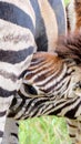 Baby Zebra Nursing Royalty Free Stock Photo