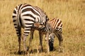 Baby Zebra nursing Royalty Free Stock Photo