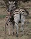 Baby Zebra protected by mom Royalty Free Stock Photo