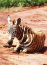 Baby zebra