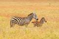 Baby zebra with it`s mother Royalty Free Stock Photo