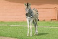 Baby Zebra standing in front of house in Umfolozi Game Reserve, South Africa, established in 1897