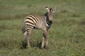 Baby zebra standing on green grass side view in Ngorongoro Crater Tanzania Royalty Free Stock Photo