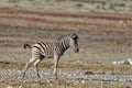 A baby zebra stops for a wee, making his vulnerable Royalty Free Stock Photo