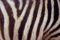 Baby Zebra Stripes Royalty Free Stock Photo