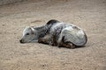 Baby Zebu Lying on Ground