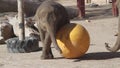 Baby zoo elephant plays with a big yellow ball