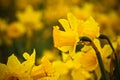 Babyboomer Daffodils Royalty Free Stock Photo