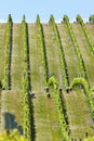 Babydoll sheep in a vineyard Royalty Free Stock Photo