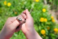 A babyish hand hold grass snake