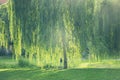 Babylon weeping wilow in the green field in city park in the summer. Salix babylonica in sunlight. Prague, Europe.