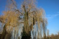 Babylon Willow also called Weeping Willow in Winter