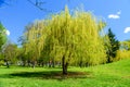 Babylon willow salix babylonica in a pubkic park on spring