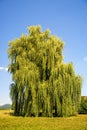 Babylon willow in summertime in Germany