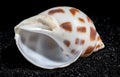 Babylonia Areolata shell on a black sand background Royalty Free Stock Photo