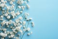 Babys breath beauty White gypsophila on a calm blue backdrop