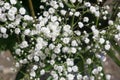 Babys breath flowers Royalty Free Stock Photo