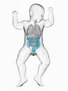 a babys colon Royalty Free Stock Photo